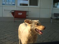 Молдавский пограничный пес.jpg