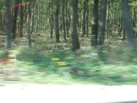 Варна - Несебр ( лесная палитра).jpg