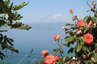 Розы и инжир.jpg