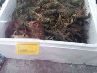 Раци речни пресни Жаннет.jpg