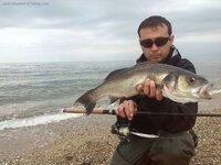 золотая рыбка.jpg