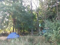 В зарослях возле пляжа.jpg