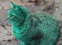 зеленый кот.jpg