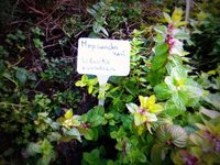 2014-11-01 16-18-13.JPG