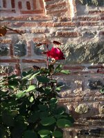 мои фото1 599.jpg